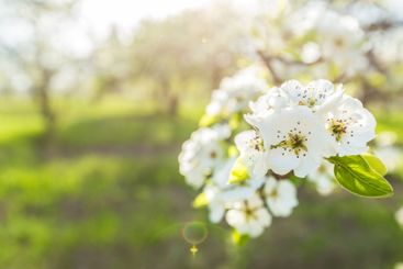 Blooming white flowers in a sunny orchard during...