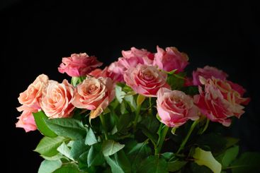Flowers, roses and bouquet on black background for...