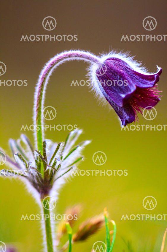 A group of Pulsatilla montana blooming on spring meadow