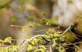 Wood Warbler among the newly opened leaves on a branch in...