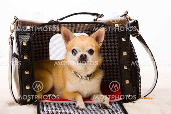 Dog and bag