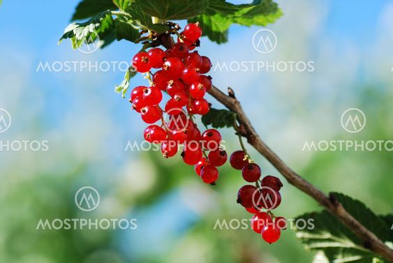Bright growing red currants
