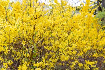 forsythia bush with yellow flowers in garden
