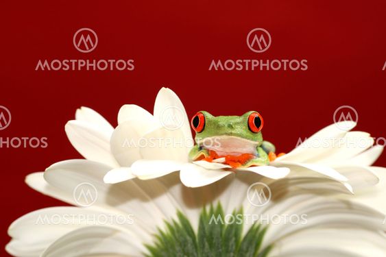 red eyed tree frog