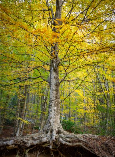 Beautiful autumnal beech forest in a windy day in a...