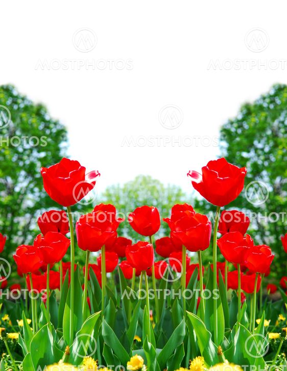 Red spring tulips
