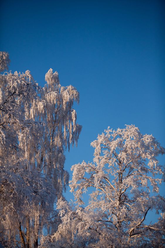 vinter