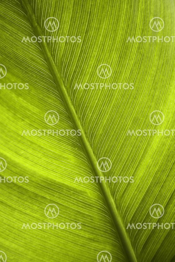 green leaf