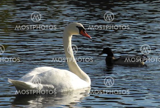 Swan and duck - communication
