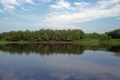River landscape. Northern reindeer in summer forest. The...