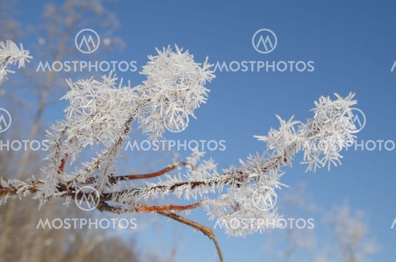 Tree branches covered with frost