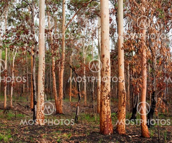 australian eucalyptus gumtree forest after bushfire