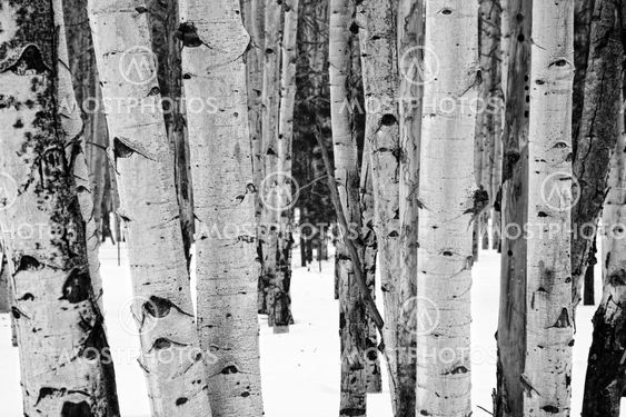 Aspen trees