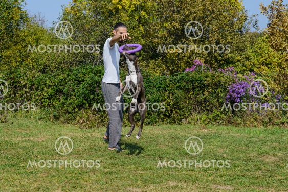 A man trains amstaff