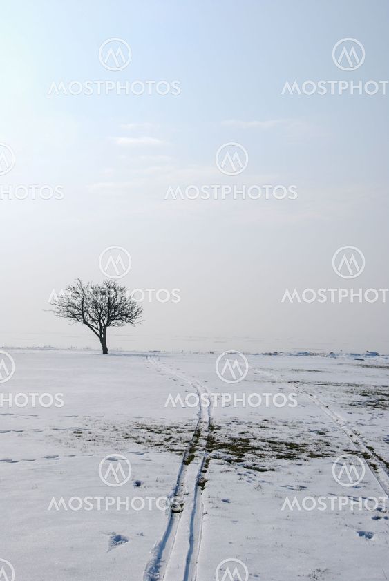 Single bare tree by winter season