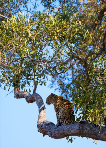 Leopard perched on a tree branch