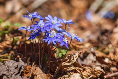 Flowering hepatica flowers in spring