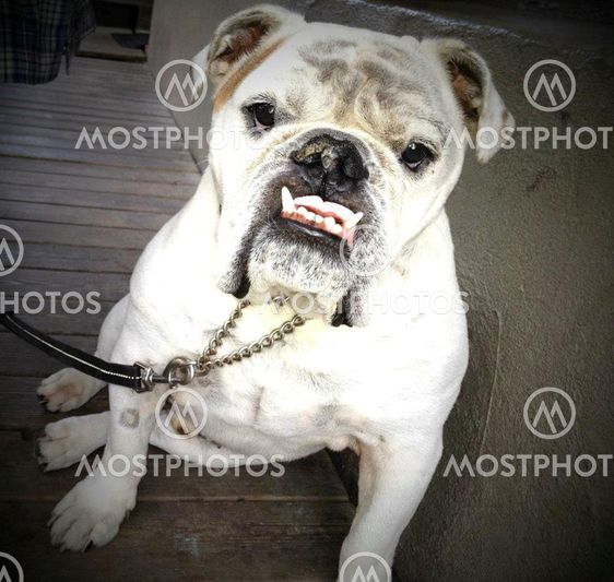 American Bulldog