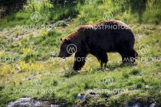 Grizzly Bear in the Wild