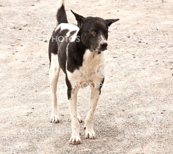 Black and white dog.