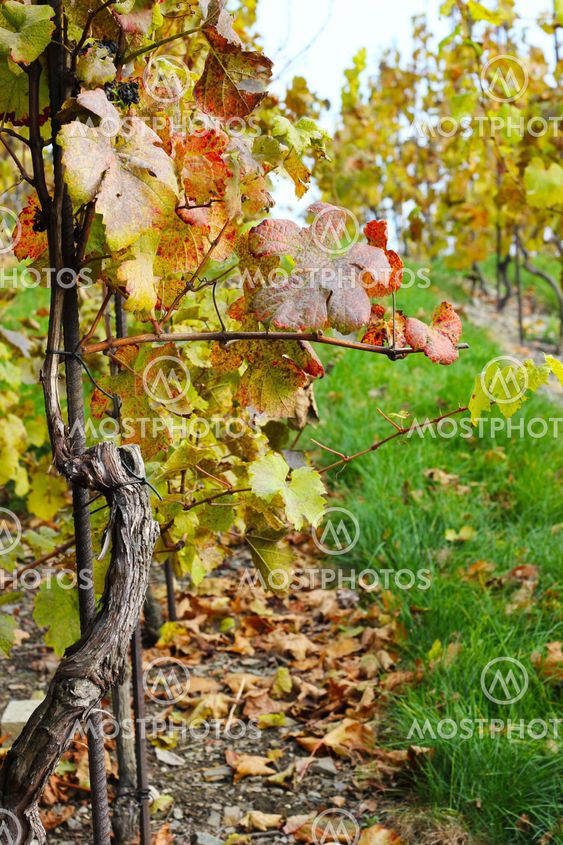 Vineyard in autumn