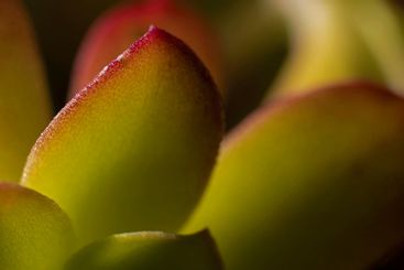 Echeveria or Afterglow Blades in Backlight