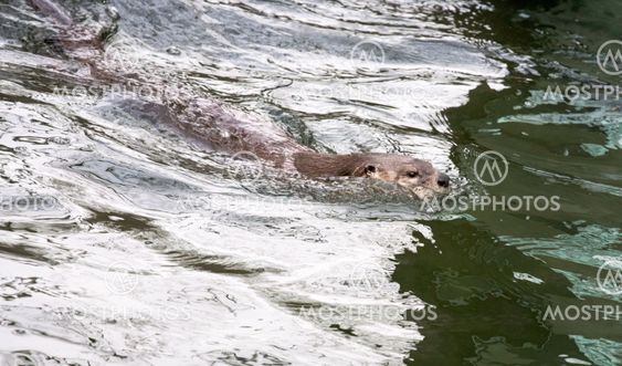 swimming otter