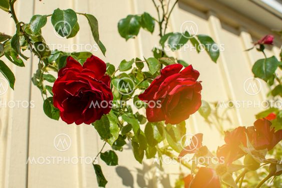 Closeup of red roses in sunny alley