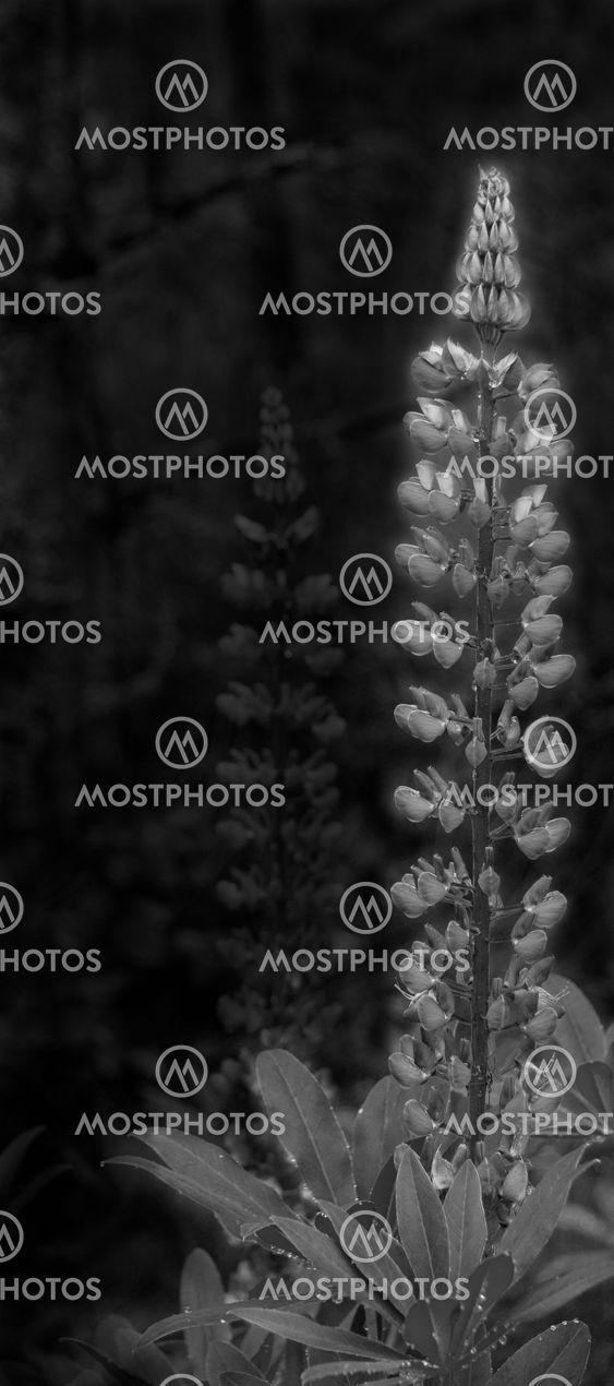 Black and white lupin