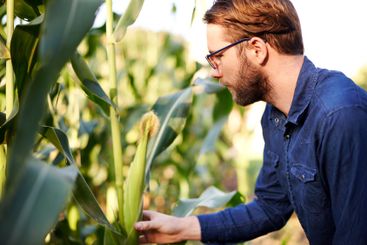 Corn, farming and man in field for growth, natural food...