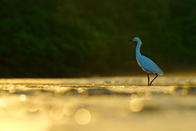 Snowy Egret, Egretta thula, in the nature coast habitat,...