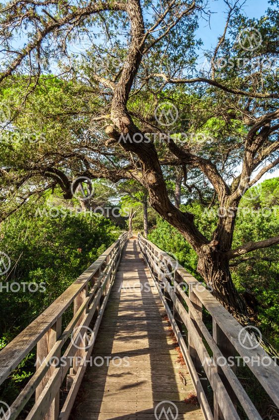 Wooden bridge in the middle of nature