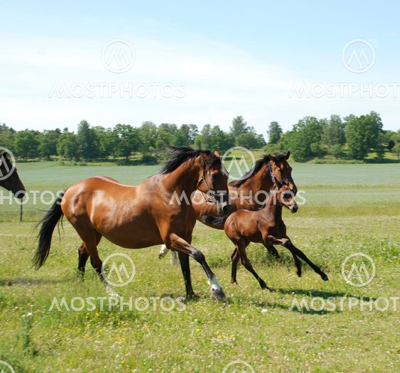 three galloping horses