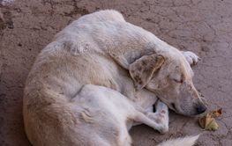 White street dog in Nicaragua