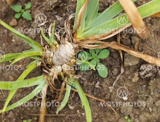 aromatherapy orris root in organic garden for perfume and potpourri