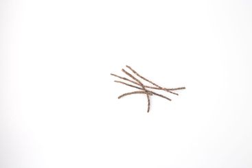 small brown twigs lying on a plain white background....