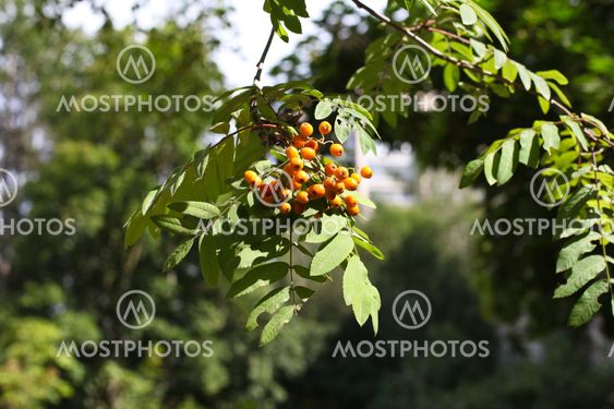 A close up of mountain ash