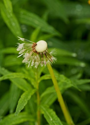 Dandelion, bush and garden in summer with leaves, color...