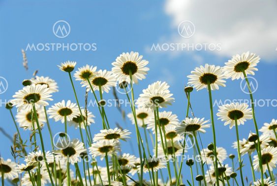 Daises with blue sky