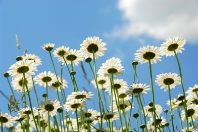 Daises with blue sky