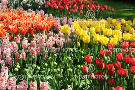 Lot of beautiful vivid tulips in the park Keukenhof