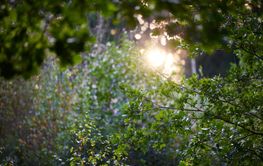 Solnedgång genom grönska