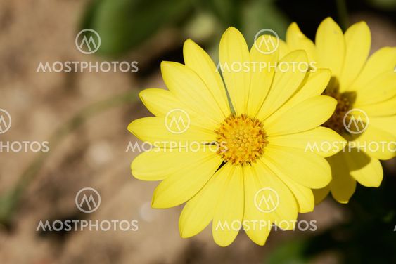yellow dimorphotheca flowers