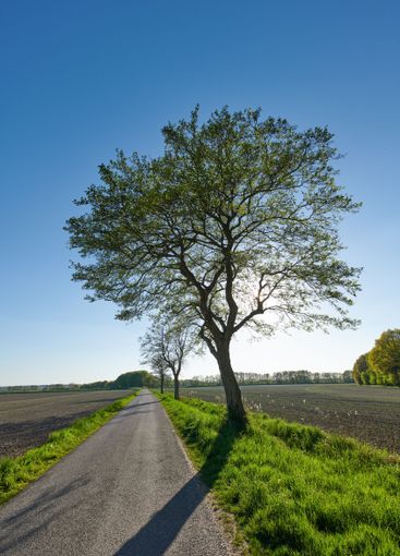 Blue sky, road and tree in countryside environment for...