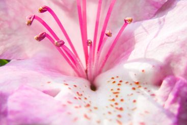 Beautiful pink rhododendron flowers in bloom