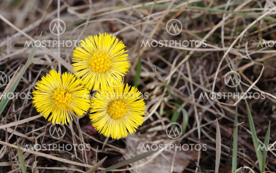 Tussilago