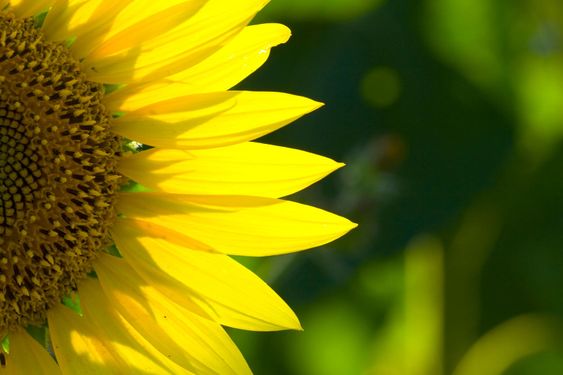 sunflower 6