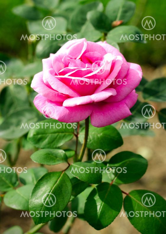 Close up of a rose