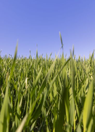 a green wheat field in the spring season