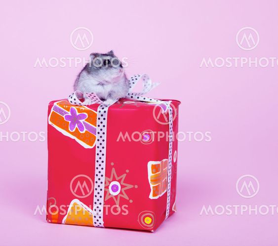 Hamster with present